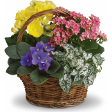 Spring Has Sprung Mixed Basket