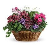 Simply Chic Mixed Plant Basket